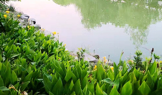 暴增4倍!NFC迎来史诗升级:读取距离达20毫米